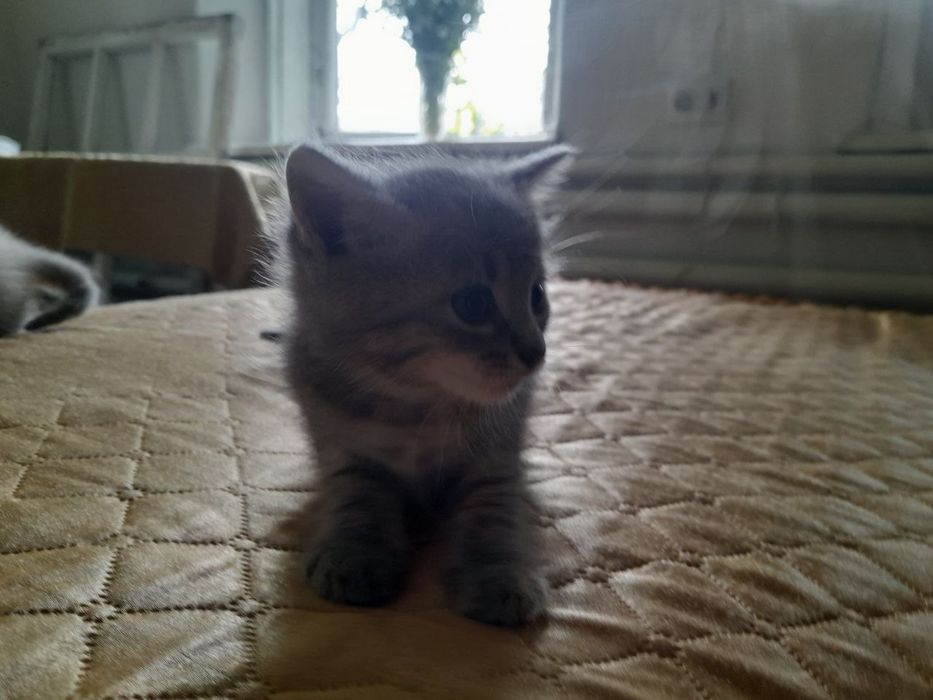 Віддаю кошенят в добрі руки