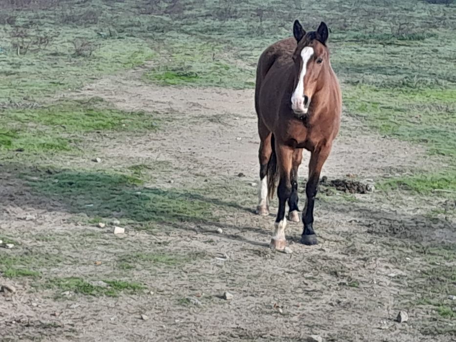 2 lindos cavalos lusitana e andaluz