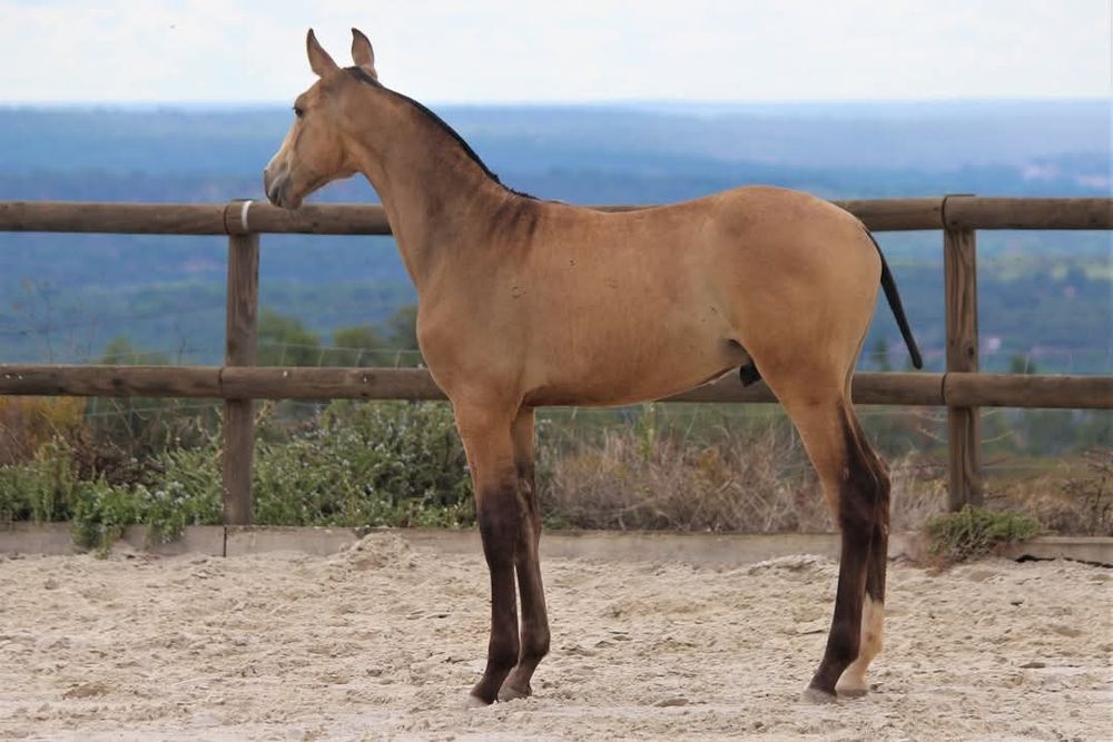 Cobrições garanhão PSL