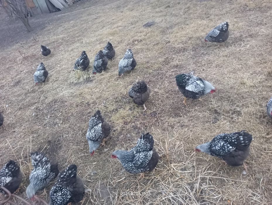 Інкубаційне яйце Віандот Срібний