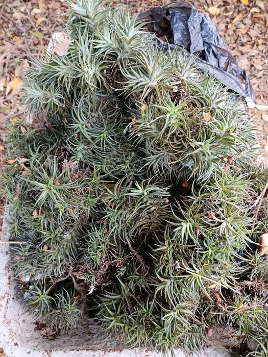Plantas aéreas  (Air plants)