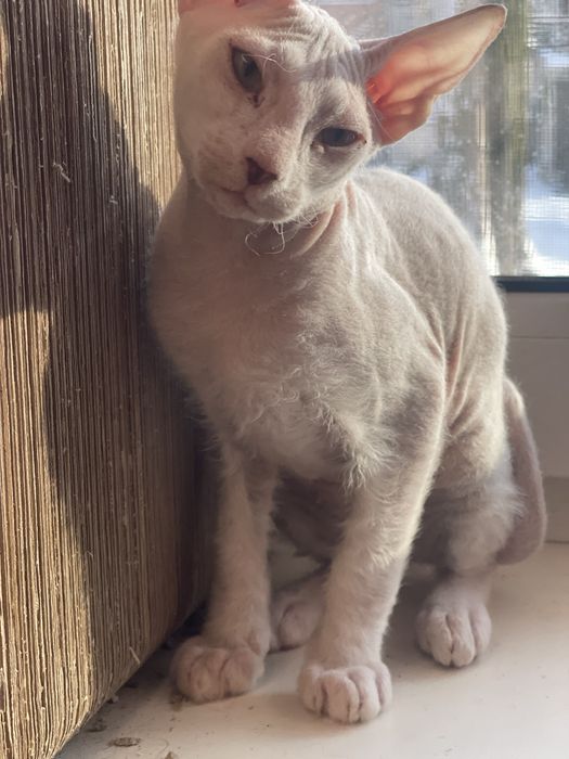 Донський  сфінкс біла дівчинка