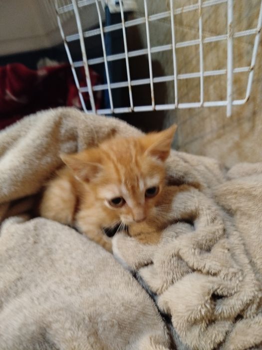 Gatinho bebê para adoção