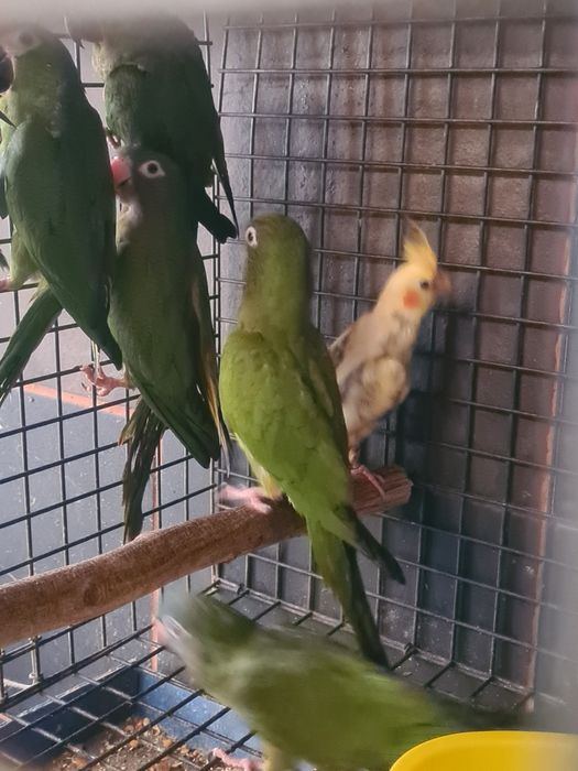 Conures cabeça azul