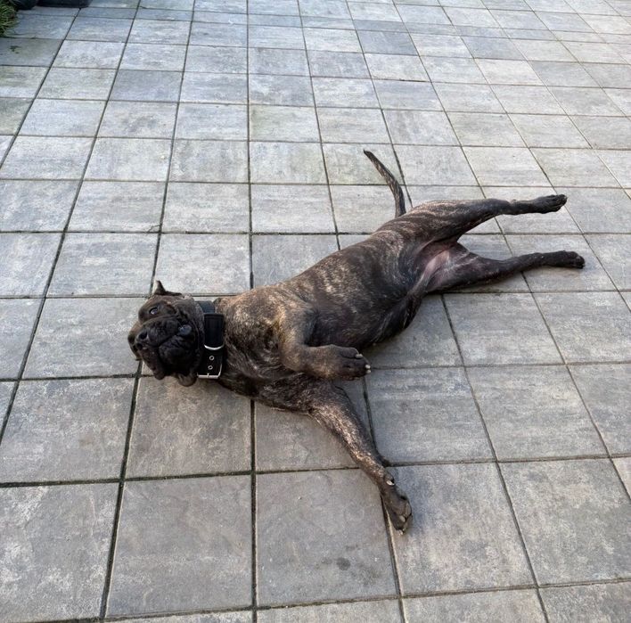 Presa Caniario roczna Sunia / Dog Kanaryjski