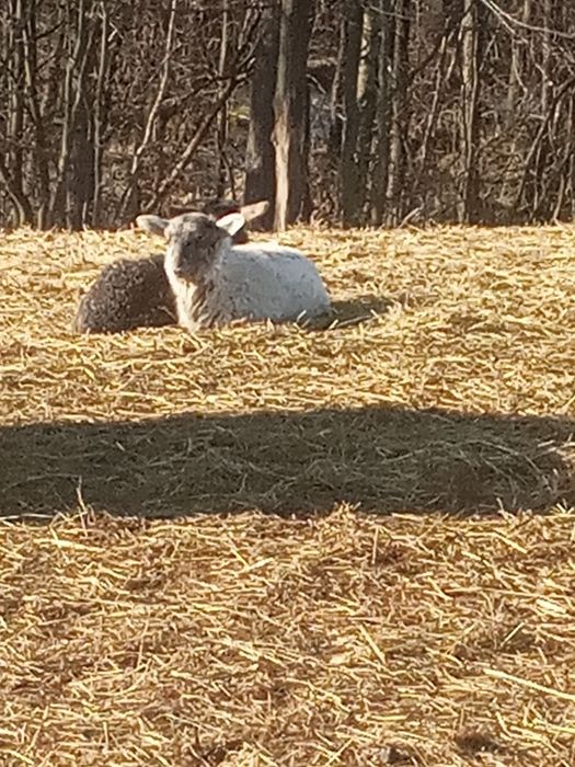 Sprzedam młode baranki