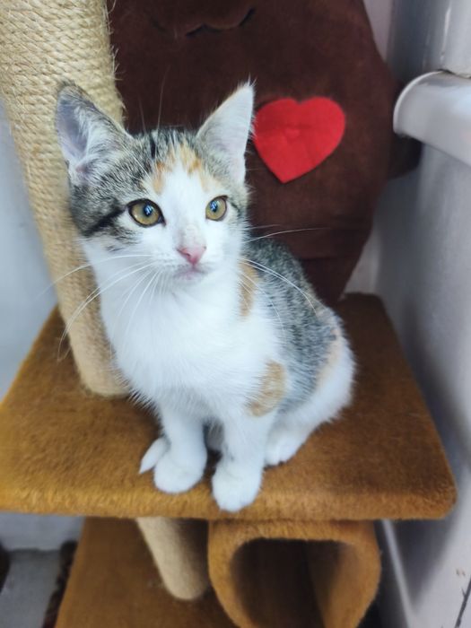 Котята в хорошие руки