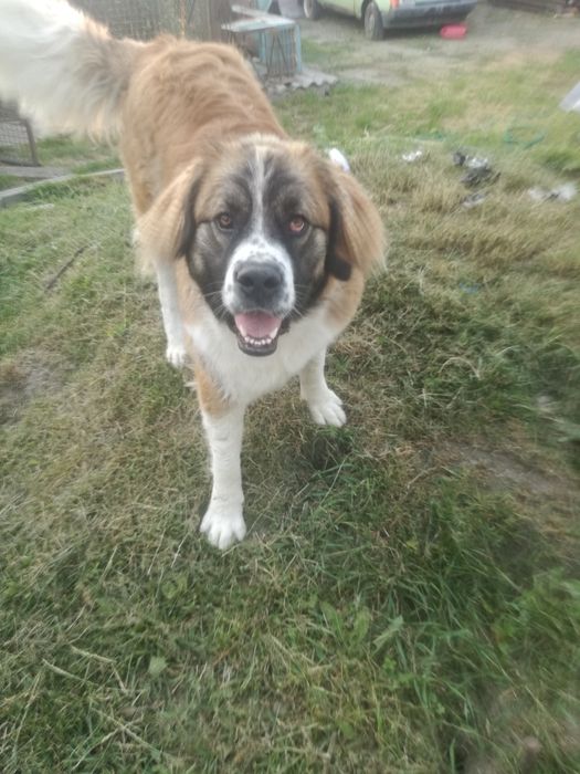 Московська сторожова (в'язка)