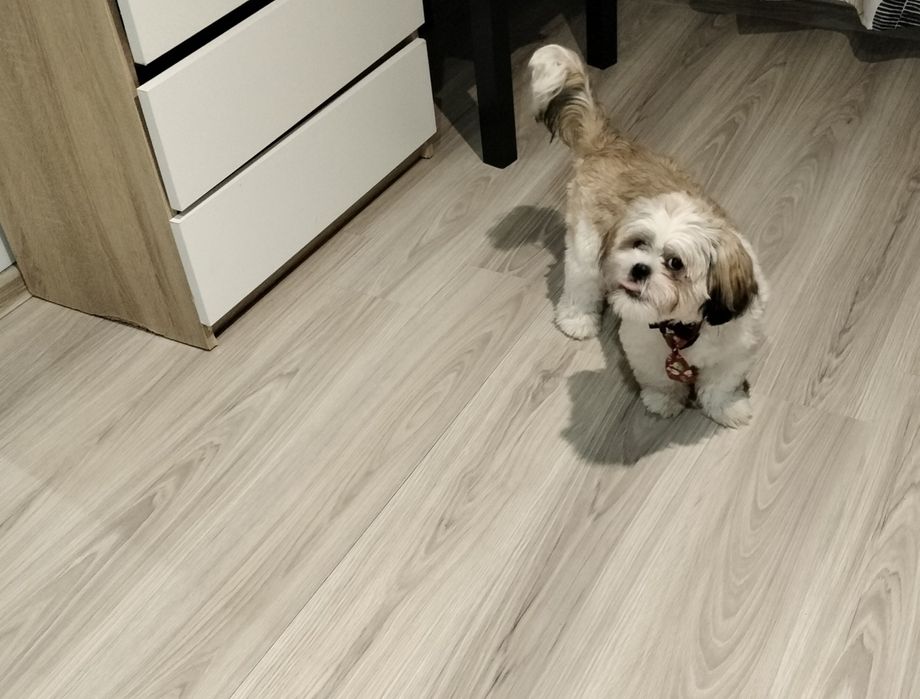 Oddam pieska w dobre ręce