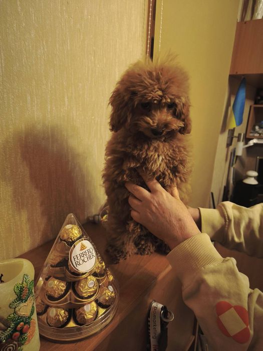 Продам мальтипу 17000