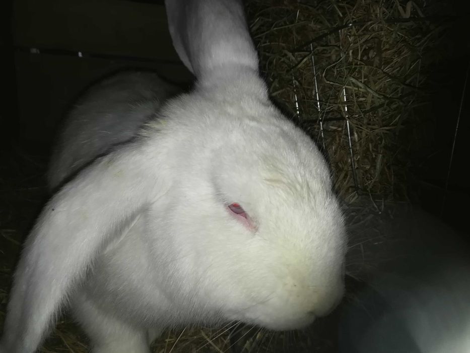 Króliki belgijskie,srokacze, barany francuskie