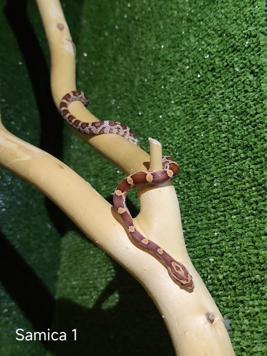 Węże zbożowe – młode różne odmiany