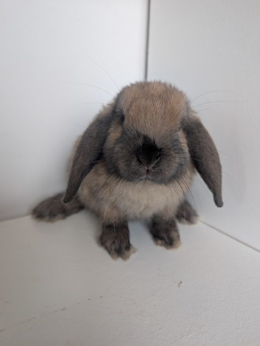 Królik miniaturka, karzełek, baranek, mini lop