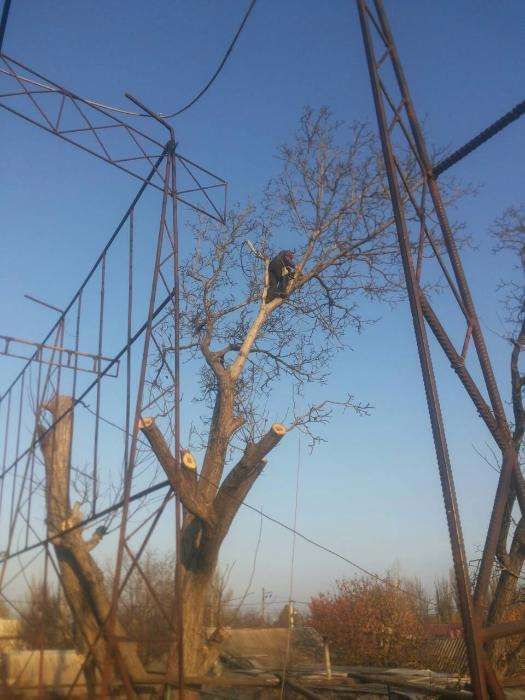 100% аккуратно спилить дерево любой величины