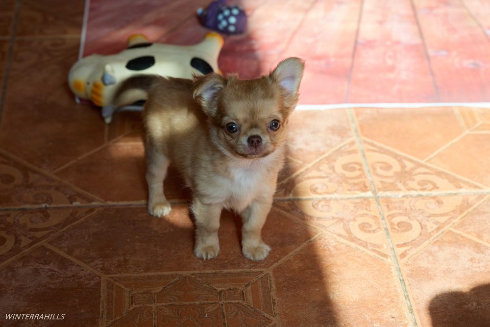 chihuahua ~ Чіхуахуа