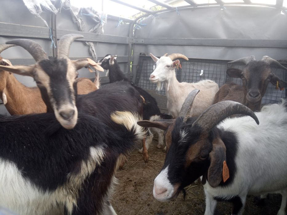 Cabras novas penhas