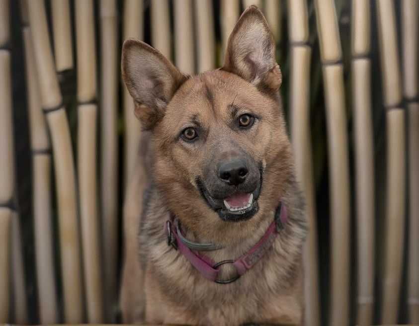 Vera- Młoda sunia w typie owczarka niemieckiego szuka domu