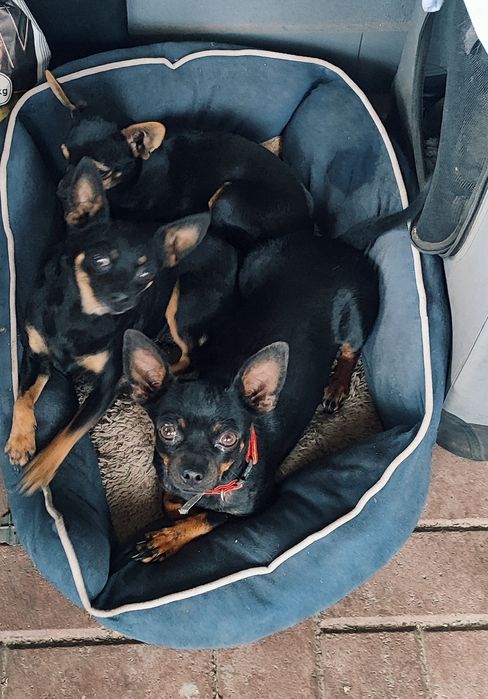 Pinczerek miniaturka