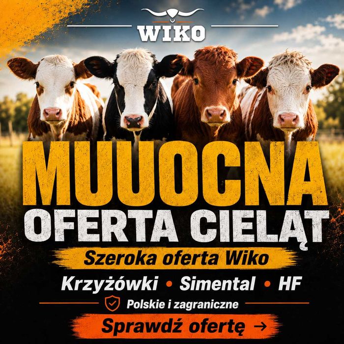 Cielęta Cielaki Byczki Simental HF