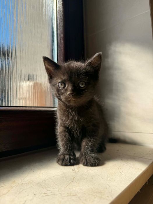 Oddam kociaka do dobrego domu