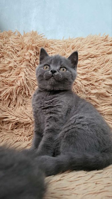 Кошеня Шотландське