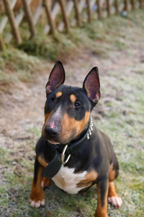 Balbina, do adopcji, Amstaffy Niczyje