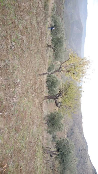 Terreno 15000m2 (1,5h)