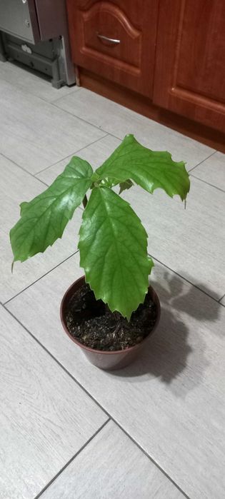 Кімнатна рослина Тетростігма