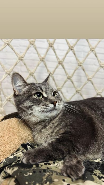 Отдам серую вискасную кошку, 1,5 года, стерилизована