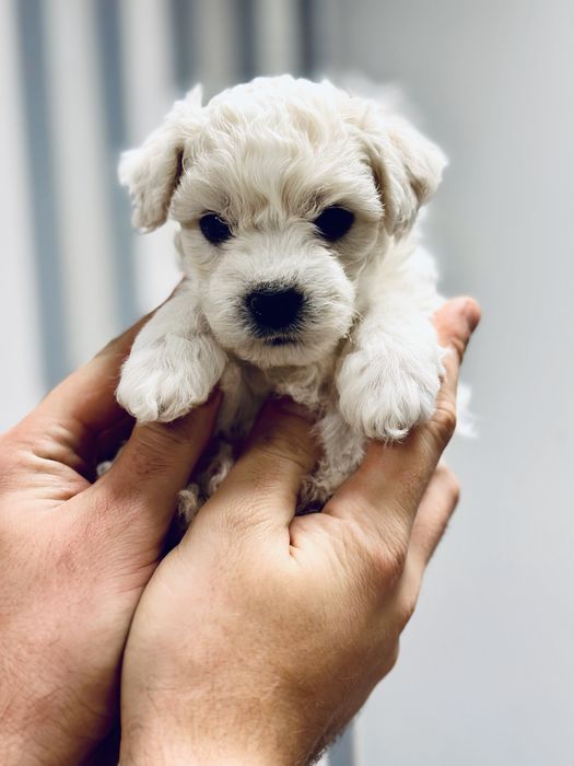 Bichon Frise szczenięta FCI – Suczka