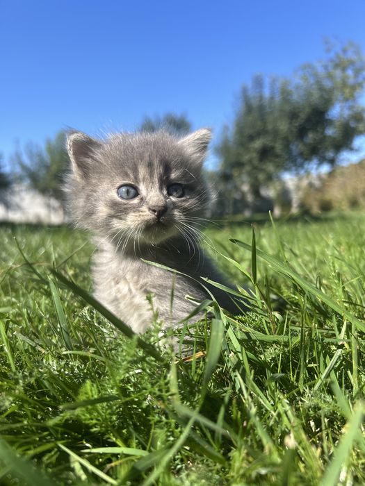 Відамо в добрі руки котенят
