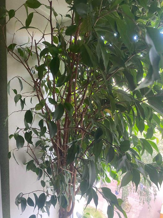 Фікус Бенджаміна