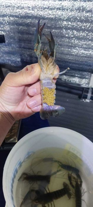 Мaльoк aвcтpaлійcькoгo paкa, AККP