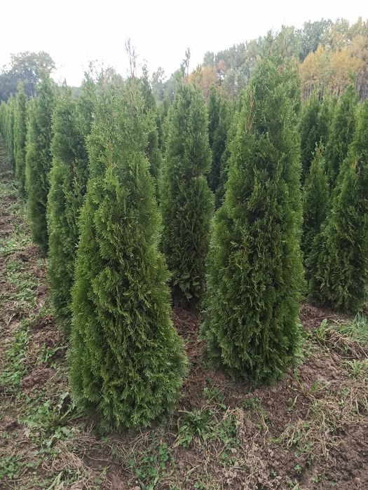 Thuja szmaragd PROMOCJA