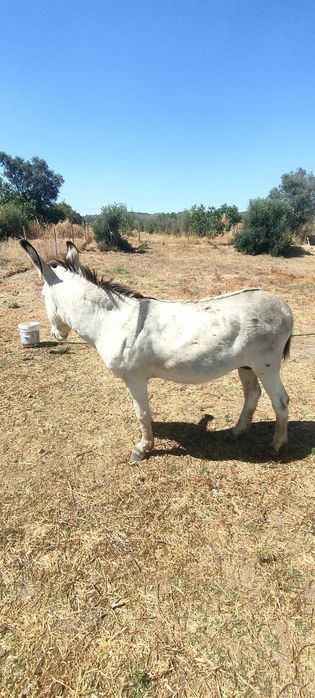 Burro inteiro e manso