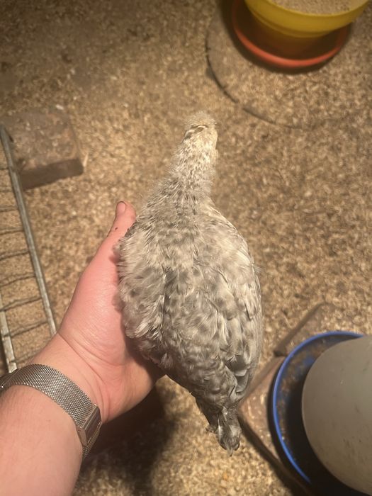 Sprzedam kogutki marans/legbar cream