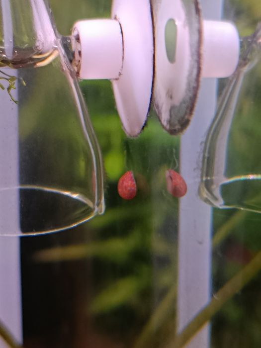 В акваріум равлик"теодоксус"