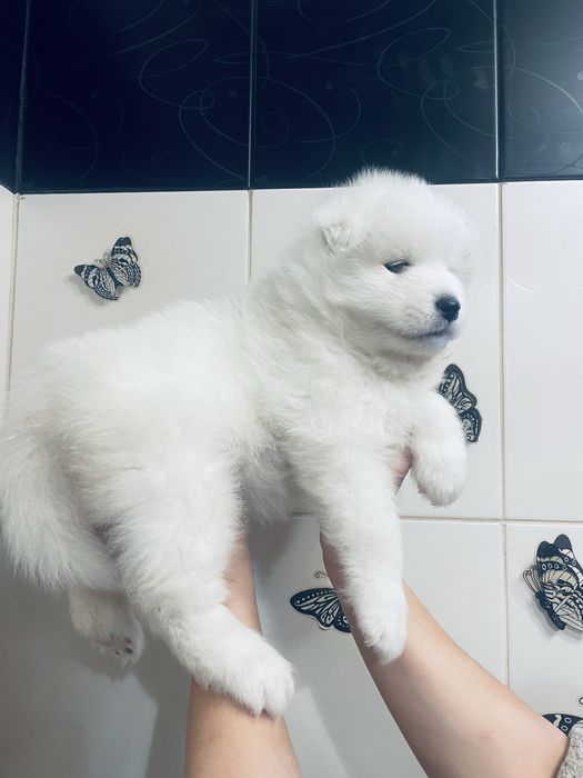 Щенки самоедской собаки