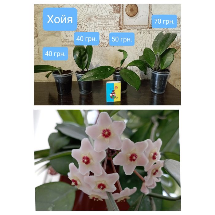 Кімнатні квіти вирощені вдома.