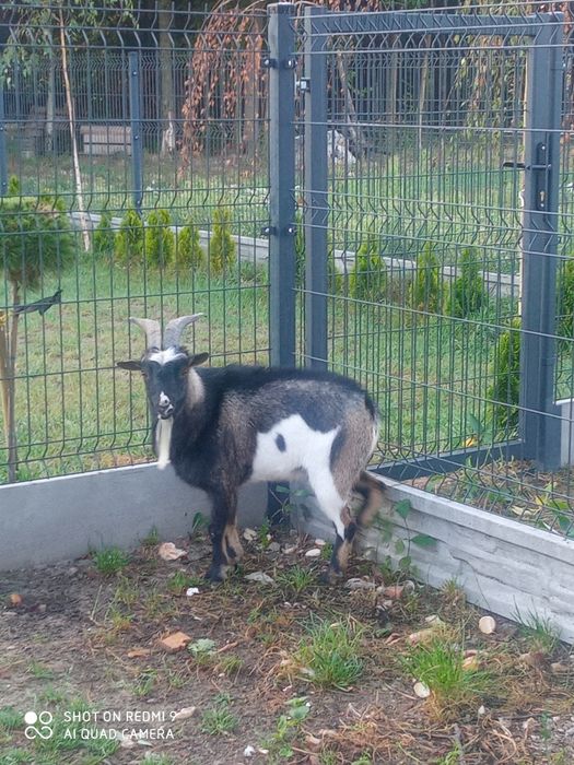 Kózka miniaturka kozy 3 sztuki