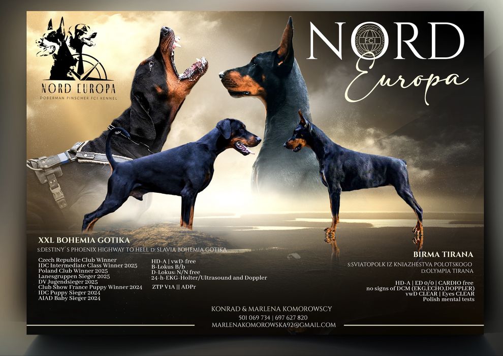 Doberman FCI suczka