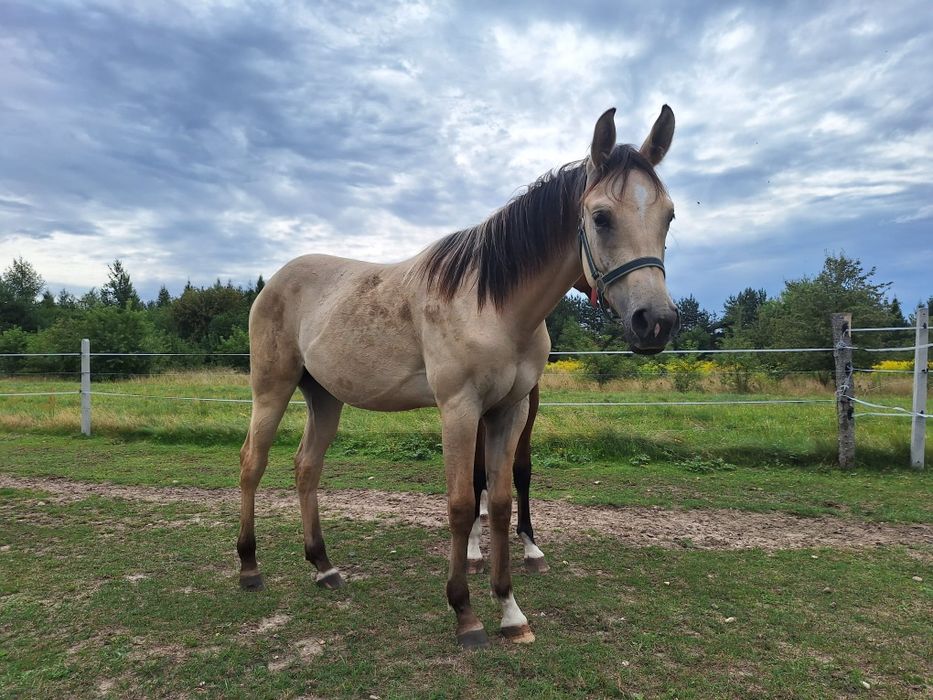 Piękny niczym Mustang! Bułany ogierek Quarab arab, qh