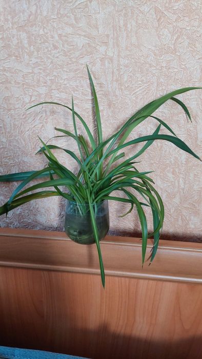 Традесканція нанук, фіолетово-біло-зелене листя