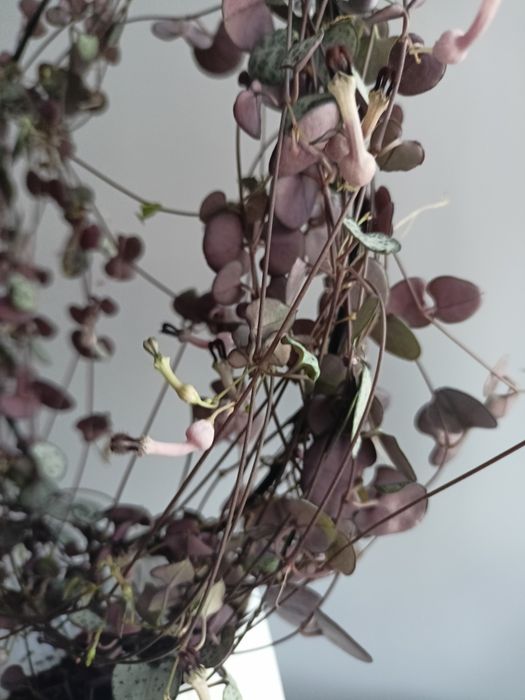Ceropegia woodii sznur serc