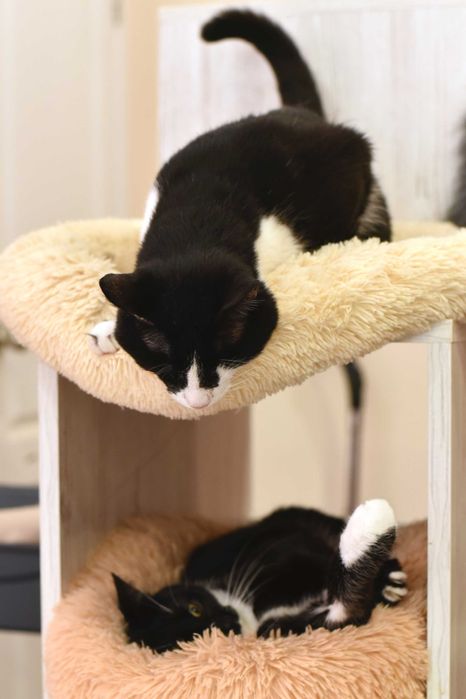 Жора, кот с тяжелой судьбой