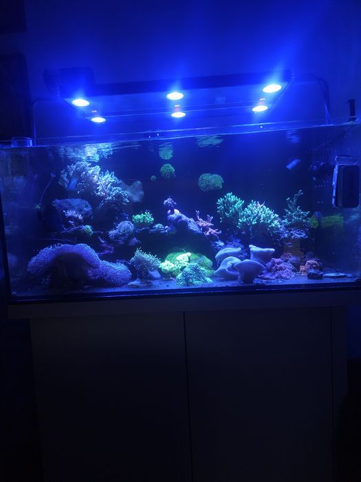 Akwarium morskie 90x60x45