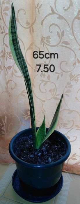 Plantas, Sanseviérias grandes