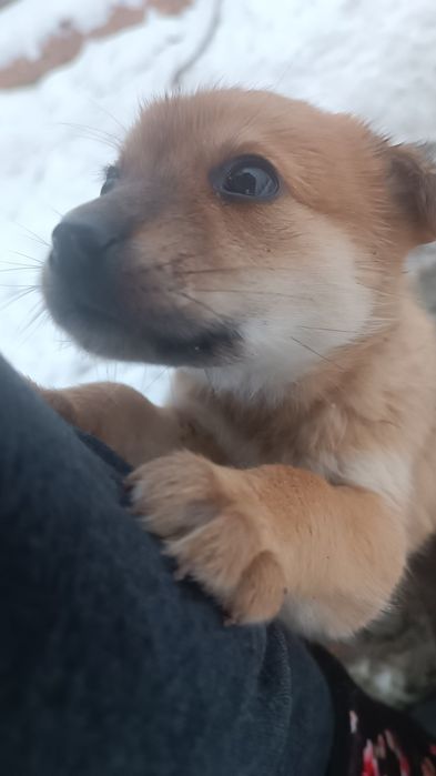 Цуценя  в добрі руки