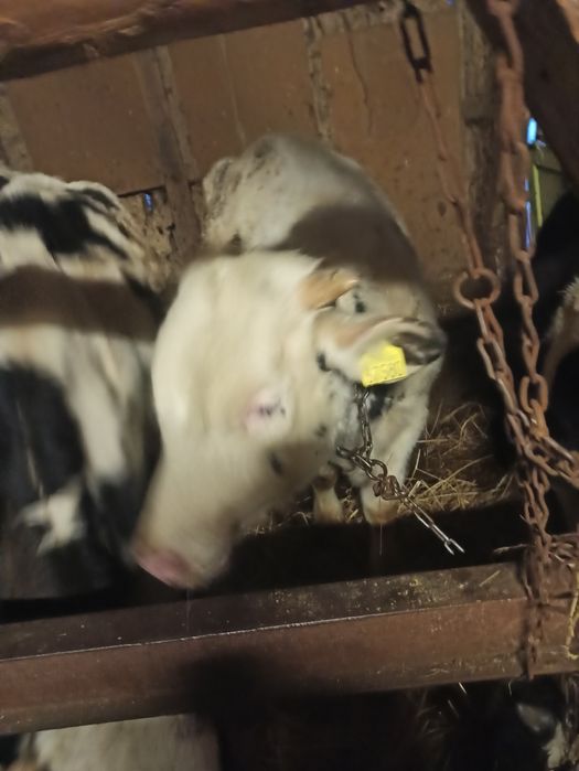 Ładny Byczek na sprzedaż