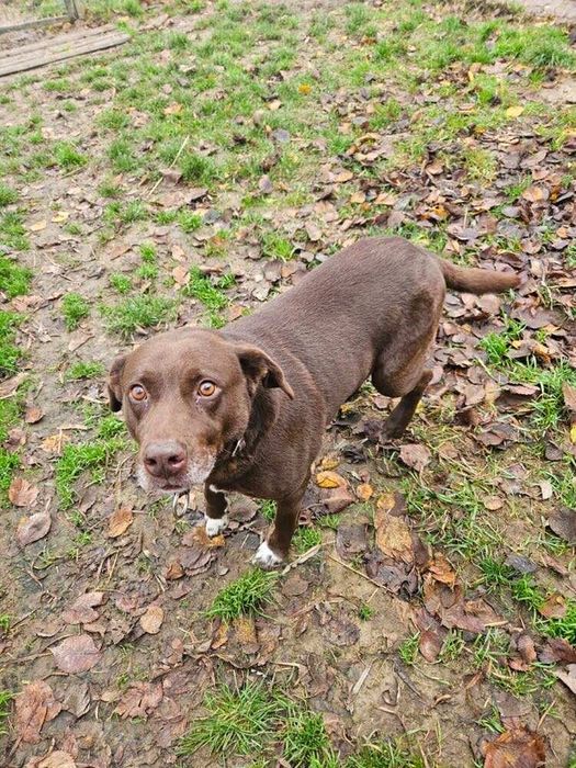 Oddam za darmo, do adopcji- Czekoladowy  Lambi szuka domu